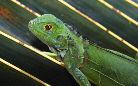 Green-Iguana - green, iguana, eye, reptiles, animals