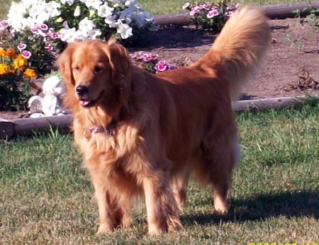 Golden Retriever - shea, dog, retriever, gloden