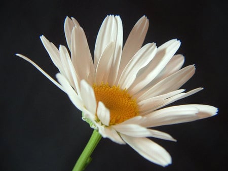 Margarita - nature, margarita, daisy, black, flower