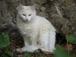 White cat