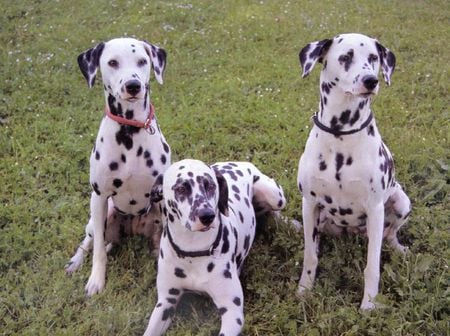 Dalmatians on grass - mammal, puppy, dog, dalmatian, animal, sweet, grass