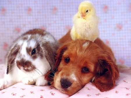 Sweet friends - chicken, mammal, puppy, dog, animal, sweet, friendship, bunny