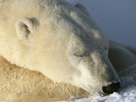 I'm so tired - white, sleeping, sleep, bear, snow, polar bear, winter, frozen