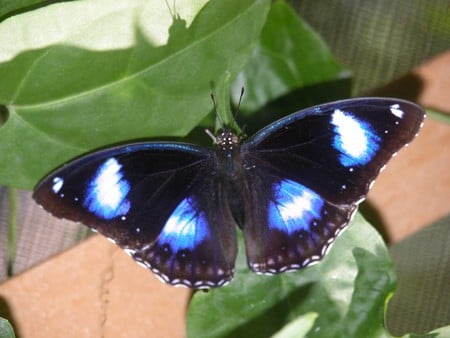 Butterfly Resting - pretty, blue, leaves, black, white, green, wings, butterfly, insect, leaf