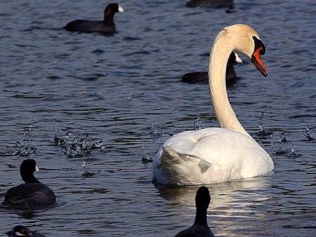 A living poetry! - wallpaper, black, animals, water, living, lake, poetry, white, big, photography, small, swans, nature, birds