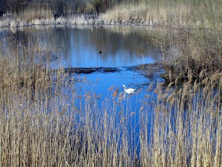 The swan lake - photograph, lake, swan, animal, water, picture, nature, swimming