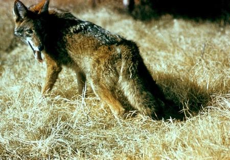 Wild coyote - picture, nature, coyote, wild, animal, wallpaper, photograph