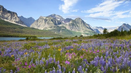 wild flowers - river, nature, blue, beautiful, field, mountains, wild flowers