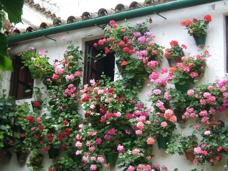 beautiful windows - house, pots, beautiful, windows, pink, flowers, purple, red, wall