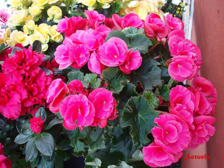 begonia for my friend CroZg - begonia, purple, pot, beautiful, flowers, yellow