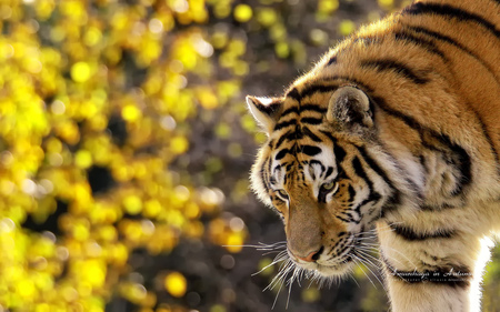 Bengal Tiger - fur, animals, wiskers, indian tiger, white, mouth, brown, yellow, stripes, tan, nose, cat, bengal tiger, ears, nature, beautiful, cats, leaves, tiger