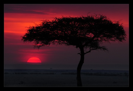 Acacia Sunset - sunset, nature, acacia, silhouette, tree