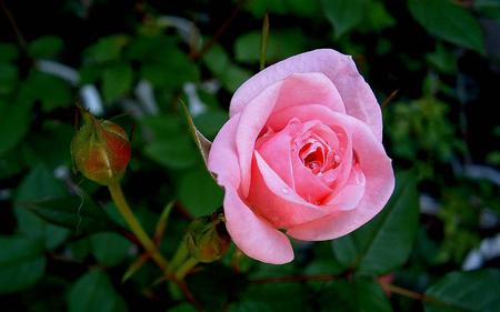 pink rose - nice, beauty, nature, pink, rose, flower