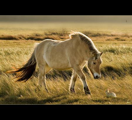 You again? - rabbit, meadow, nature, horse