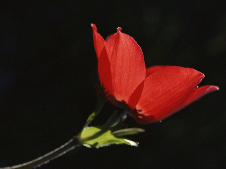 red still - red, flower, beauty, still, nature