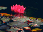 flower-lotus