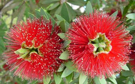 beautiful red hawaiian flowers - red, beauty, nice, flowers, photography, nature