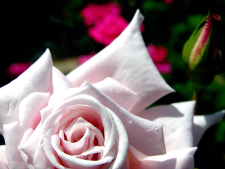 beauty rose - nature, beauty, closeup, rose, flower