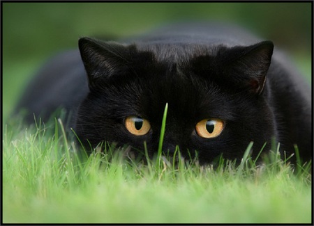 Concentration - concentration, ears, eyes, grass, cat, fur, blade, animal, feline, whiskers