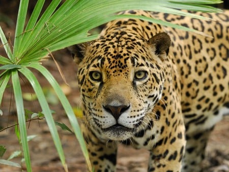 Curious leopard - wildlife, leopard, animal, cat, nature