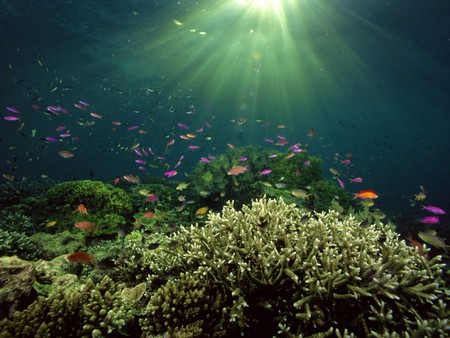 Coral reef - coral, nature, reef, underwater, ocean