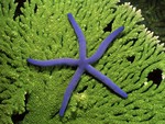 Purple starfish