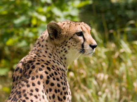 Cheetah - animal, wildlife, cheetah, cat