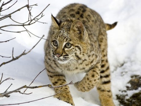 Bobcat in snow - wildlife, cat, snow, winter, animal, bobcat