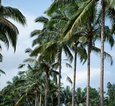 Avenue - fronds, trees, nature, tropical, palm trees