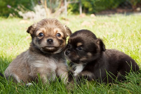 sweet puppies for ramyadevims - adorable, animals, sweet, pets, puppies