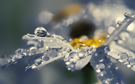 Flower drops - water, nature, macro, drops, flower