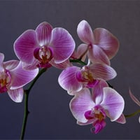 orchids for my friend Tamara