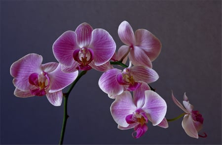 orchids for my friend Tamara - branch, purple, beautiful, orchids, still life