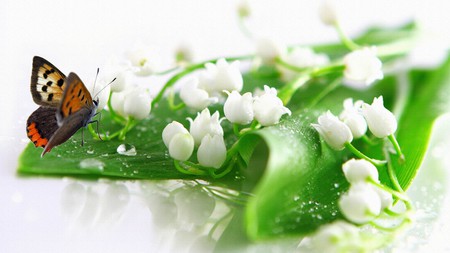 Lilies of the Valley - flowers, dew, lily of the valley, butterfly, morning, persona