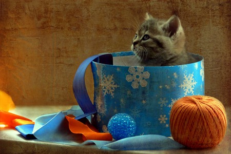 Petite - kitten, bowl, feline, still life, yarn, cat