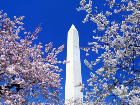 Untitled Wallpaper - washington dc, washington monument, cherry blossoms