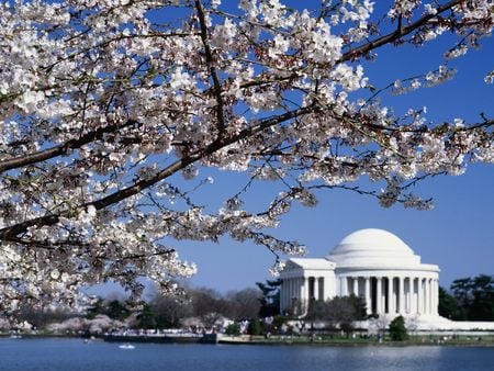 Untitled Wallpaper - washington dc, cherry blossoms, jefferson memorial