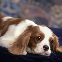 Cavalier King Charles Spaniel