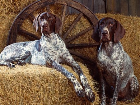 Untitled Wallpaper - pointers, deutsch kurzhaar, german shorthaired pointer