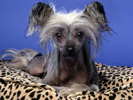 Untitled Wallpaper - chinese crested