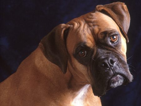 Untitled Wallpaper - awesome cool, awesome, amazing, boxer, dog, curious, cool