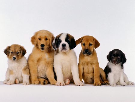 Untitled Wallpaper - puppies, line