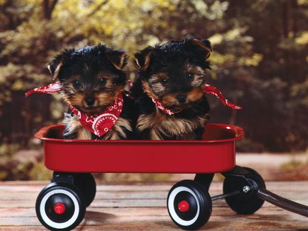 The Wagon Trail - yorkies, yorkie poo, wagon, red wagon, puppies