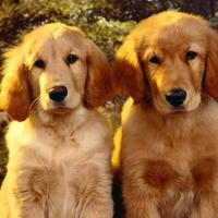 Golden Retriever and English Cocker Spaniel