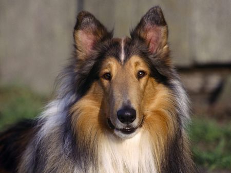  Can I Help You - companion, photography, animals, inquisitive collie, can i help you, black, collie, white, gorgeous, brown, loyal, dog, big dogs, dogs, my friend, rocky, puppy, nature, photoshop, beautiful, animal, sweet, coat, canine, humans, colie, friend