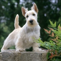 Samari Scottish Terrier - Wheaten