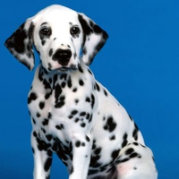 Dalmatian