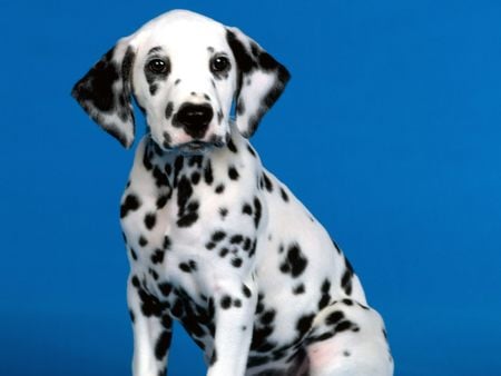 Dalmatian - dogs, pups, dalmatian