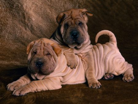 Chinese Shar-Pei - dogs, shar pei