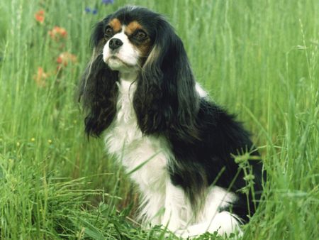 Untitled Wallpaper - cavalier king charles spaniel